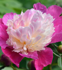 Pivónia Gay Paree - Paeonia lactiflora - cibuľoviny - 1 ks