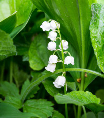 Konvalinka voňavá - Convallaria majalis - cibuľoviny - 1 ks