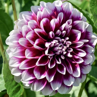 Georgína Edinburgh - Dahlia - cibuľoviny - 1 ks