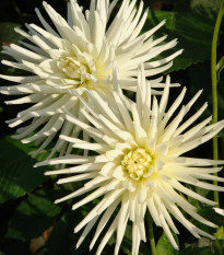 Georgína Playa Blanca - Dahlia - cibuľoviny - 1 ks