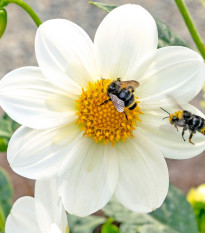 Georgína Mignon biela - Dahlia - cibuľoviny - 1 ks