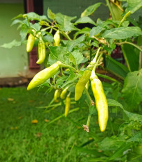 Semená papriky – Paprika Sweet Banana – Capsicum annuum