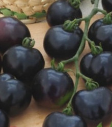 Paradajka kolíková čierna Blackball - Solanum lycopersicum - semená - 20 ks