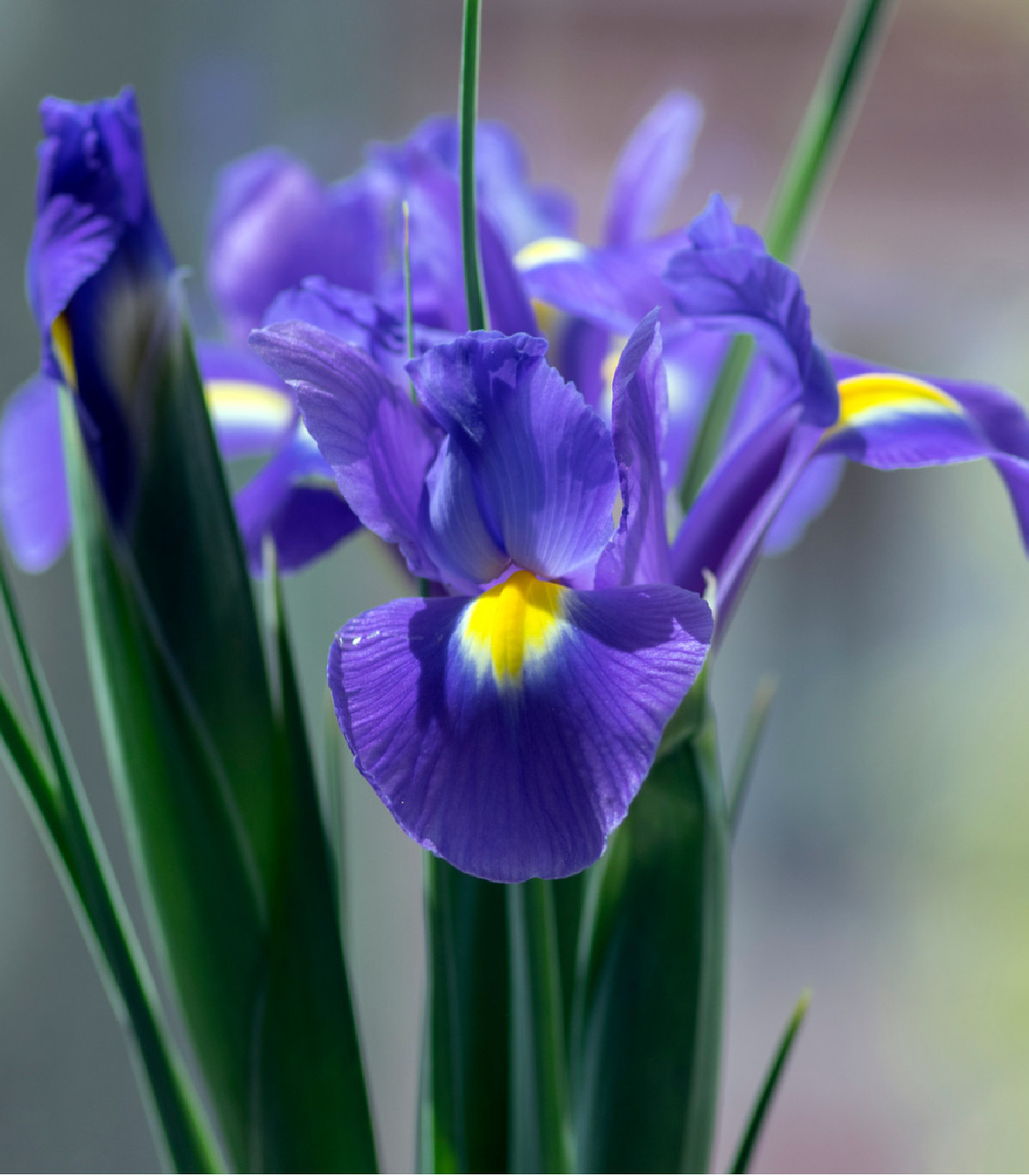 Kosatec Fialová senzácia - Iris hollandica - cibuľoviny - 3 ks