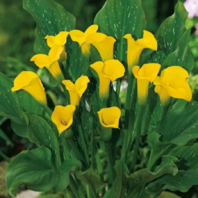 Kala Florex Gold - Zantedeschia - cibuľoviny - 1 ks