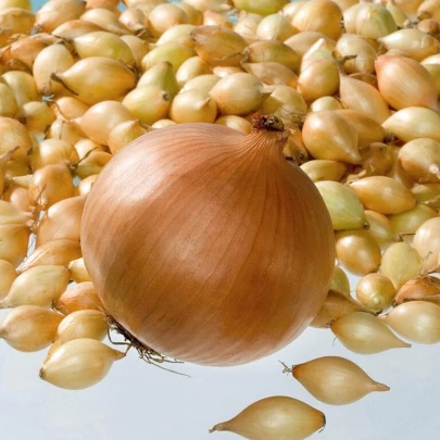 Cibuľa sadzačka Corrado F1 - Allium cepa - cibuľky - 500 g