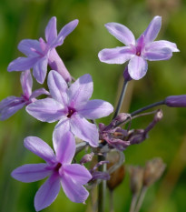 BIO cesnak divoký - Allium sativum - bio cibule cesnaku - 1 ks