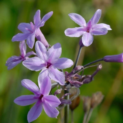 BIO cesnak divoký - Allium sativum - bio cibule cesnaku - 1 ks