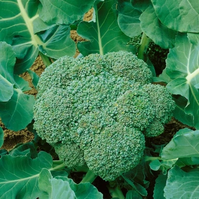 BIO Brokolica Calabrese Natalino - Brassica oleracea L. - bio semená - 30 ks