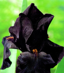 Kosatec Black Night - Iris germanica - cibuľoviny - 1 ks