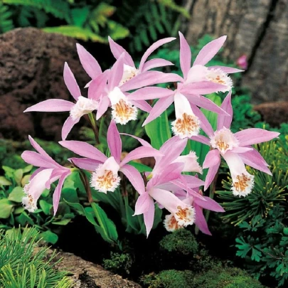 Plejonka - Pleione formosana - cibuľoviny - 1 ks