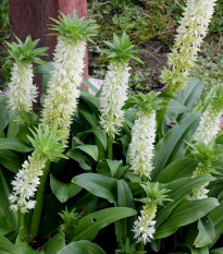 Chocholka Autumnalis - Eucomis - cibuľoviny - 1 ks