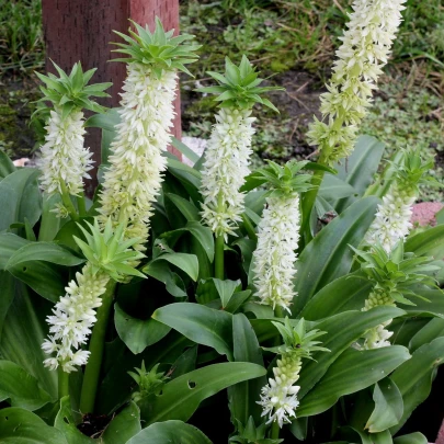 Chocholka Autumnalis - Eucomis - cibuľoviny - 1 ks