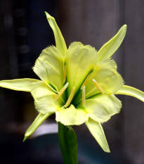 Peruánsky narcis Sulphur Queen - Ismena - cibuľoviny - 1 ks