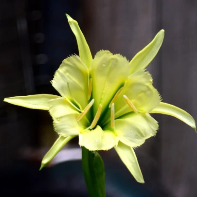 Peruánsky narcis Sulphur Queen - Ismena - cibuľoviny - 1 ks