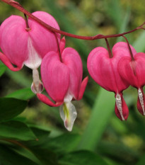 Srdcovka nádherná - Dicentra spectabilis - cibuľoviny - 1 ks