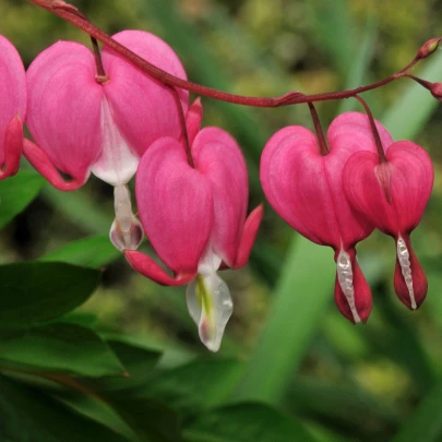 Srdcovka nádherná - Dicentra spectabilis - cibuľoviny - 1 ks