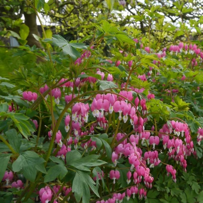 Srdcovka nádherná - Dicentra spectabilis - cibuľoviny - 1 ks