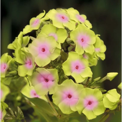 Plamienka Sherbet Blend - Phlox - voľnokorenné sadenice plamienky - 1 ks