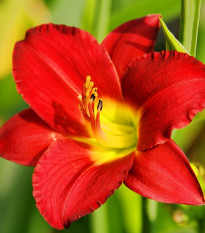 Ľaliovka Longsfield Red Baron - Hemerocallis - cibuľoviny - 1 ks