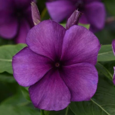 Katarant Tatoo Blueberry - Catharanthus - semená - 20 ks