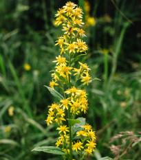 Zlatobyľ obyčajná - Solidago virgaurea - semená - 10 ks