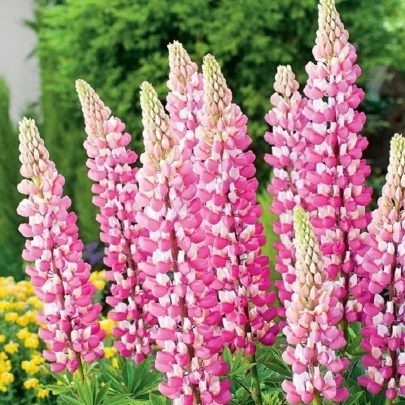 Lupina ružová - Lupinus - voľnokorenné sadenice lupiny - 1 ks