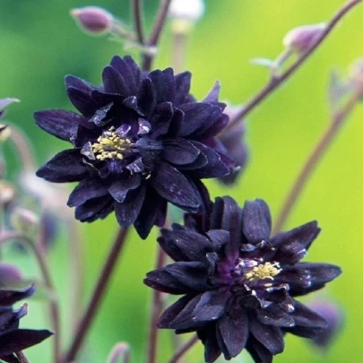 Orlíček plnokvetý čierny - Aquilegia - voľnokorenné sadenice orlíčka - 1 ks