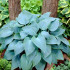 Funkia - Bohyška - Hosta Canadian Blue - cibuľoviny - 1 ks