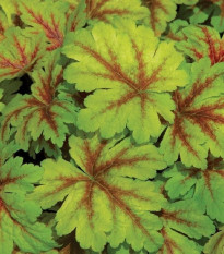 Heuchera Dales Strain - Heuchera - voľnokorenné sadenice heuchery - 1 ks