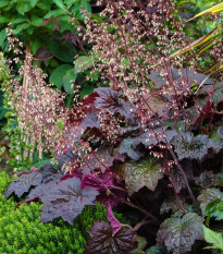 Heuchera Purple Palace - Heuchera - voľnokorenné sadenice heuchery - 1 ks