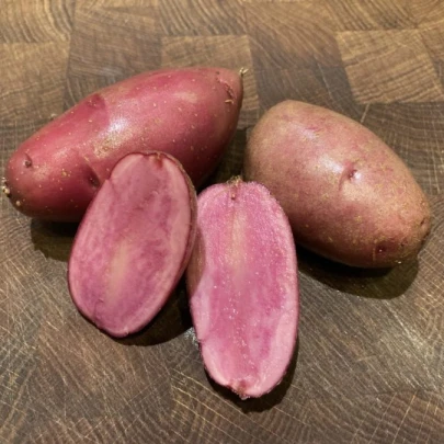 Sadbové zemiaky Heiderot - Solanum tuberosum - zemiaky - 5 ks