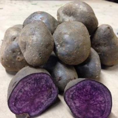 Sadbové zemiaky Blue Congo - Solanum tuberosum - zemiaky - 5 ks