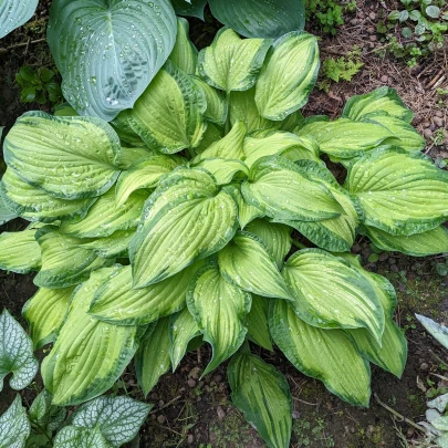 Funkia - Bohyška - Hosta Albopicta - cibuľoviny - 1 ks