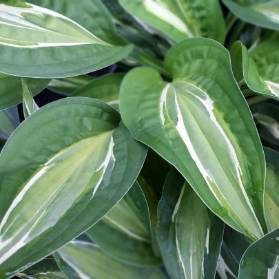 Funkia - Bohyška - Hosta Snake Eyes - cibuľoviny - 1 ks