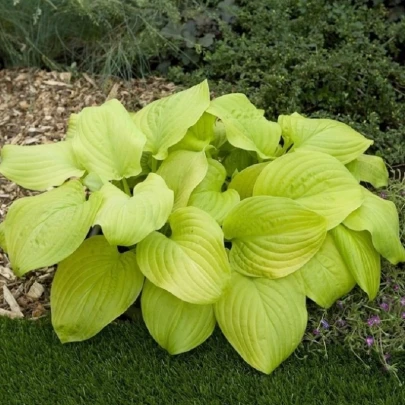 Funkia - Bohyška - Hosta Tortilla Chip - cibuľoviny - 1 ks