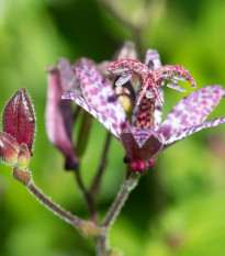 Ľaliovka Dark Beauty - Tricytris formosana - voľnokorenné sadenice ľaliovky - 1 ks