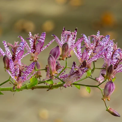 Ľaliovka srstnatá - Tricyrtis hirta - voľnokorenné sadenice ľaliovky - 1 ks