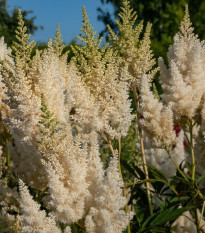 Astilba Weisse Gloria - Astilbe arendsii - cibuľoviny - 1 ks