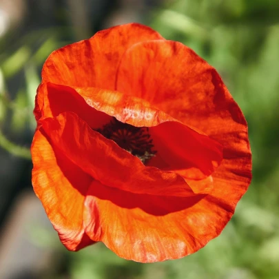 Mak východný - Papaver orientalis - voľnokorenné sadenice maku - 1 ks