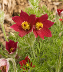 Poniklec červený - Pulsatilla - voľnokorenné sadenice ponikleca - 1 ks