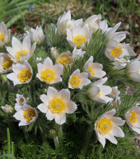 Poniklec biely - Pulsatilla - voľnokorenné sadenice ponikleca - 1 ks