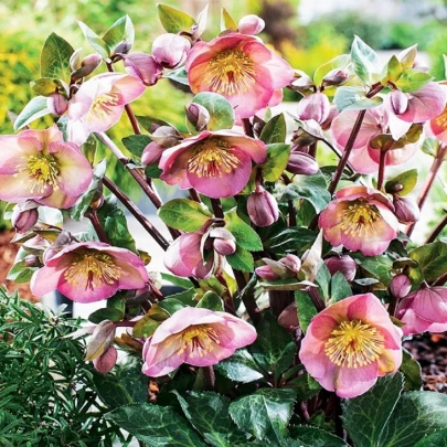 Čemerica Montsegur - Helleborus - voľnokorenné sadenice čemerice - 1 ks