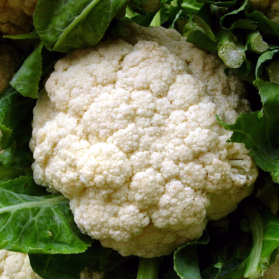 BIO Karfiol neskorý Tabiro - Brassica oleracea - bio semená - 20 ks