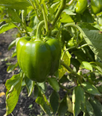 Paprika Beluga Green F1 - Capsicum annuum - semená - 5 ks