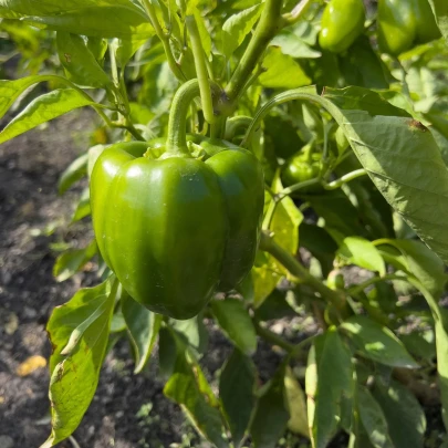 Paprika Beluga Green F1 - Capsicum annuum - semená - 5 ks