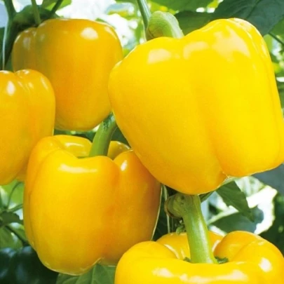 Paprika Beluga Yellow F1 - Capsicum annuum - semená - 5 ks