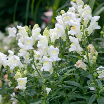 Papuľka väčšia Leo F1 White - Antirrhinum majus - semená - 20 ks