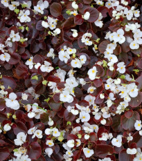 Begónia Marsala F1 White - Begonia semperflorens - semená - 20 ks