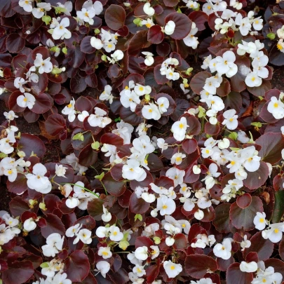 Begónia Marsala F1 White - Begonia semperflorens - semená - 20 ks